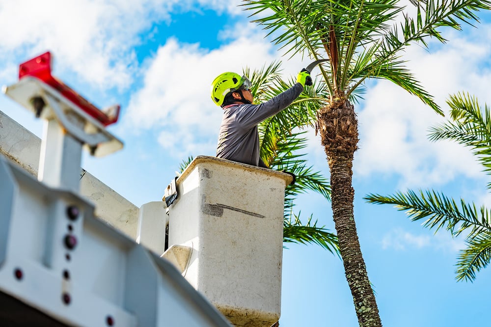 commercial tree company