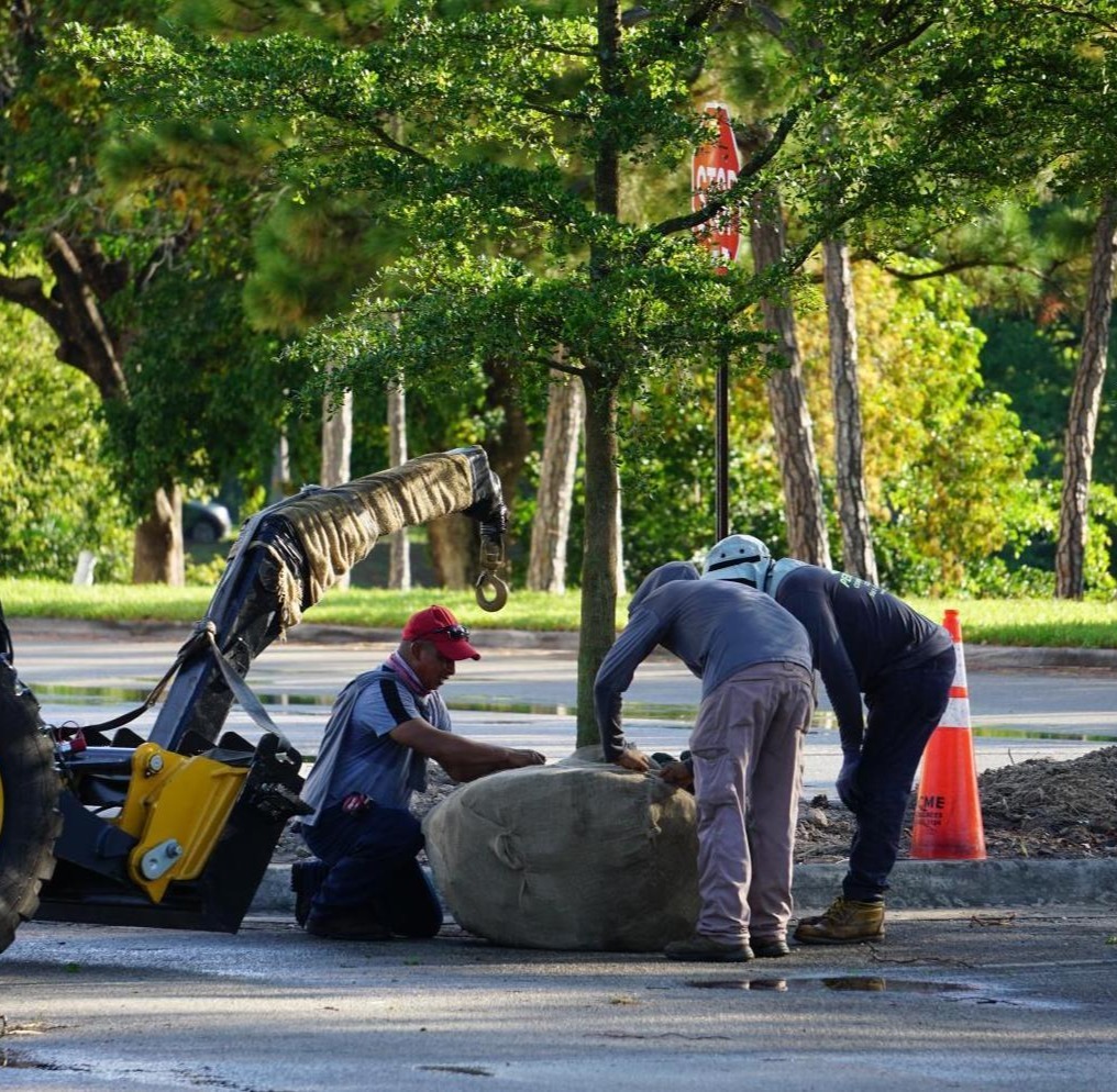 Commercial landscaping enhancements for luxury estate in Palm Beach, FL