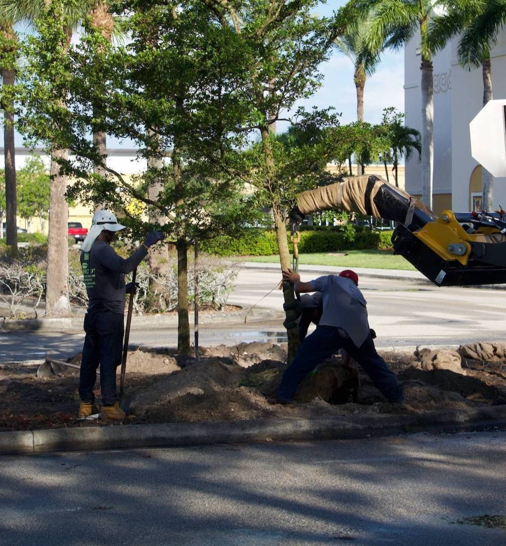 Commercial landscaping services for retail center in Boynton Beach, FL