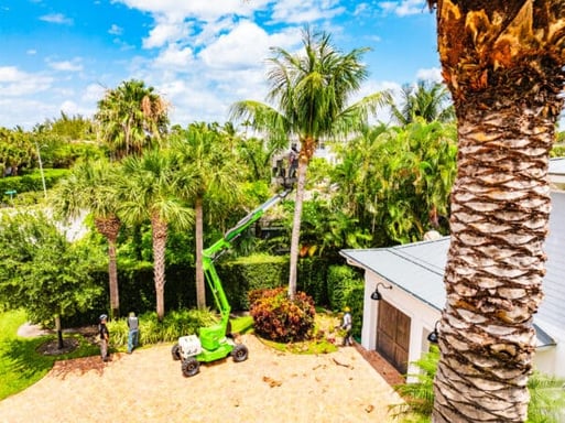 Commercial tree services and palm trimming for estate property in Wellington, FL