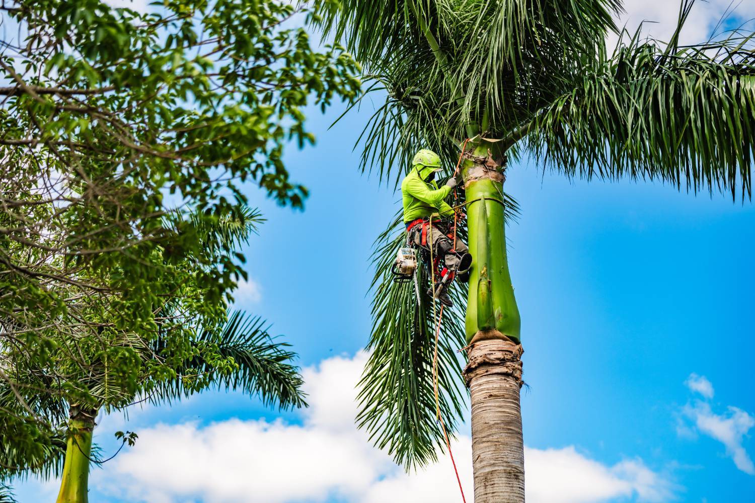 Commercial tree services crew performing tree trimming in Boynton Beach, FL