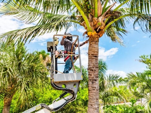Commercial tree services crew trimming palm trees with lift equipment in West Palm Beach, FL
