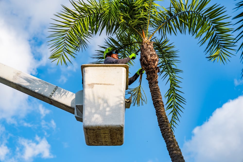 commercial tree services