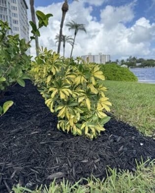 Landscape company installing shrubs and mulch for waterfront property in Palm Beach, FL