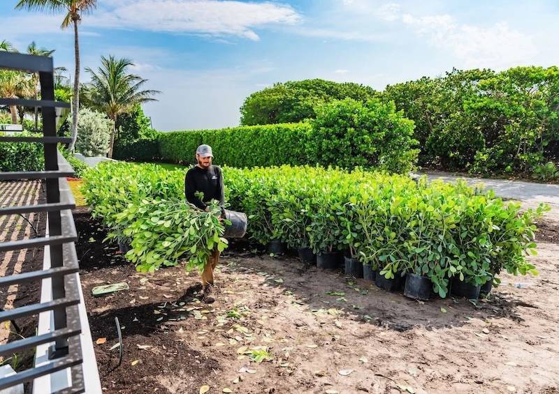 Landscape services crew installing shrubs and plants for commercial landscape enhancements in Delray Beach, FL