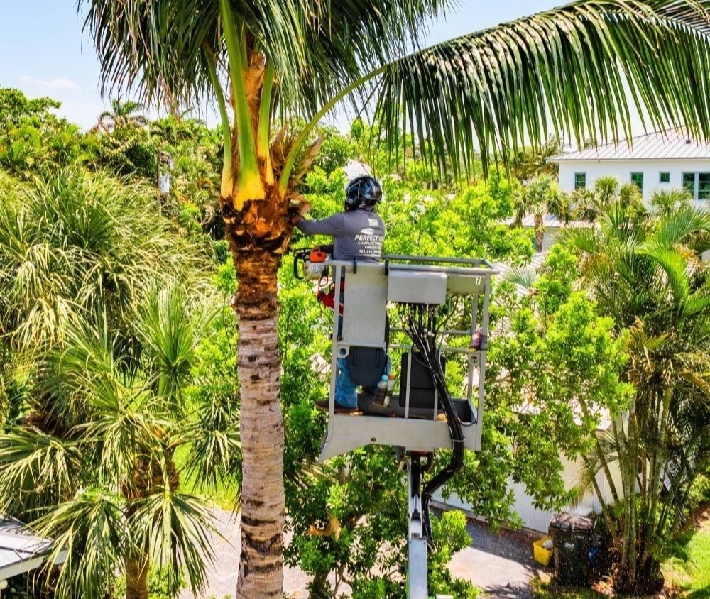 Commercial tree services available in Boynton Beach, FL