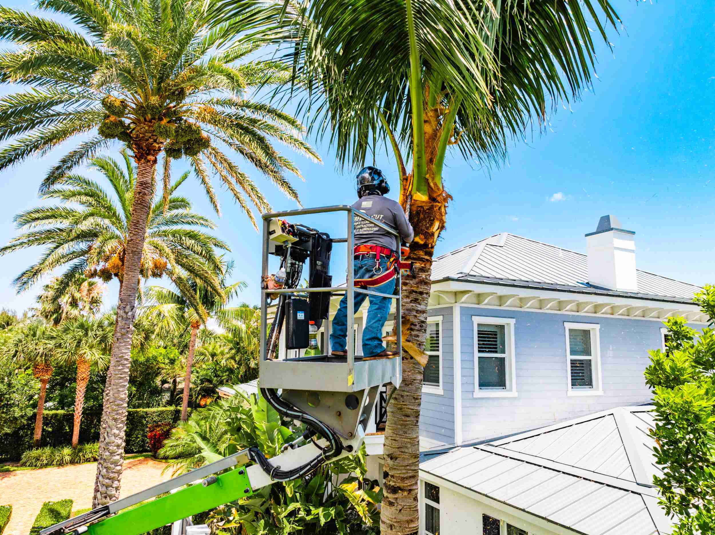 commercial-tree-services (2)