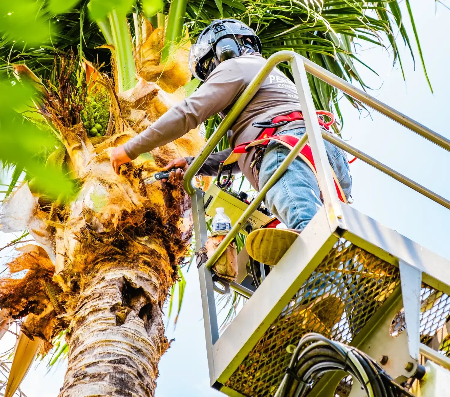 tree-services-01