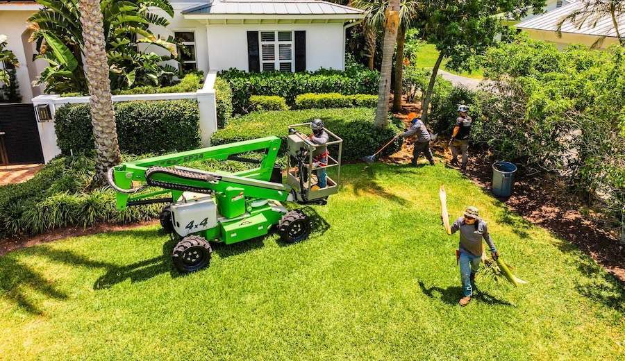 Commercial tree services removing overgrown palms at a luxury estate in Delray Beach, FL-1