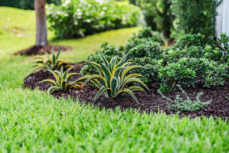 Professional landscape maintenance with fresh mulch beds and tropical plantings in West Palm Beach, FL