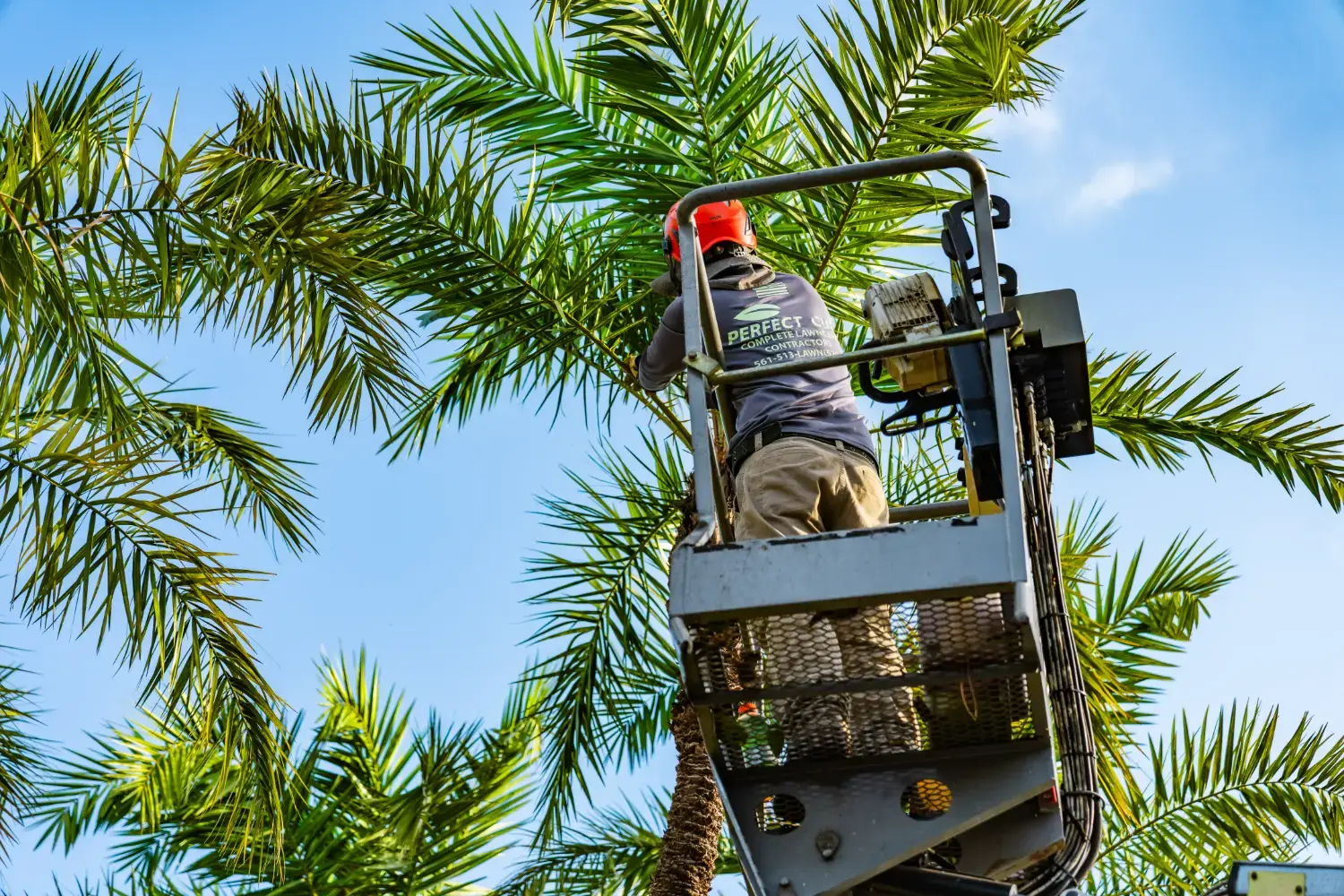 tree-services-01-1