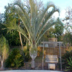 Triangle Palm – Dypsis decaryi